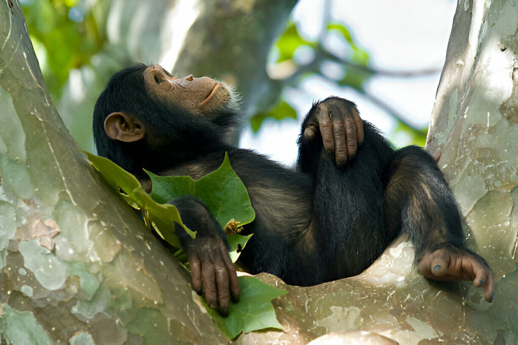 Mahale Chimpanzee-Mateys Tours