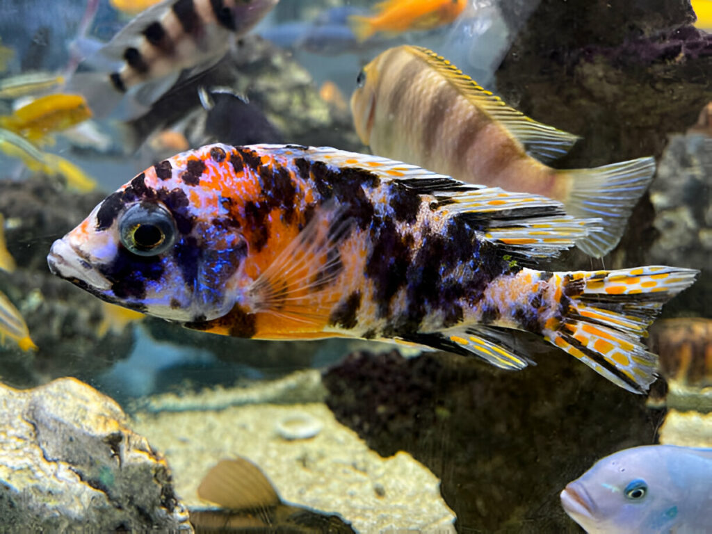 A sanctuary of Beauty-marble-cichlid-Mateys Tours