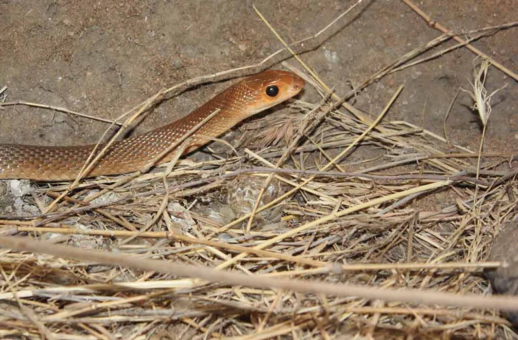Meserani Snake Farm-Arusha