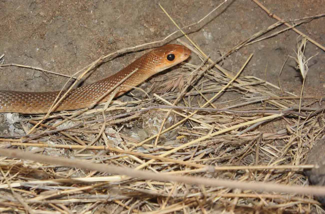 Meserani-Snake-Park-Arusha-Mateys Tours
