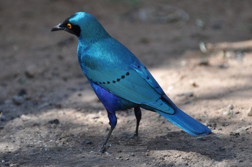 Miombo-Blue-Eared-Starling-Mateys Tours