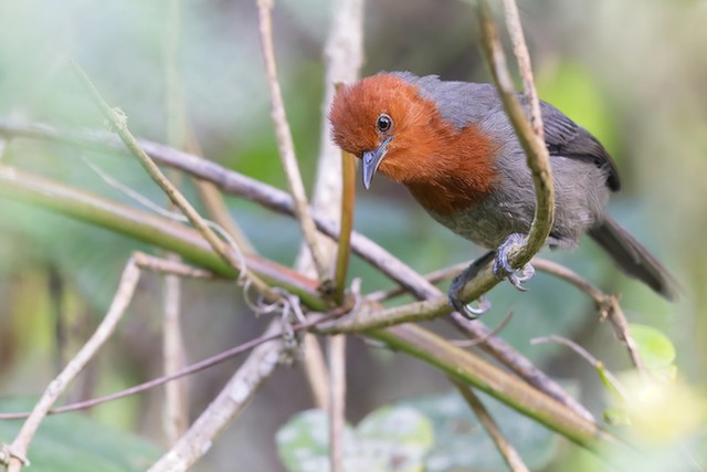 Mrs. Moreau's Warbler - Mateys Wild Tours- Rubeho Mountains