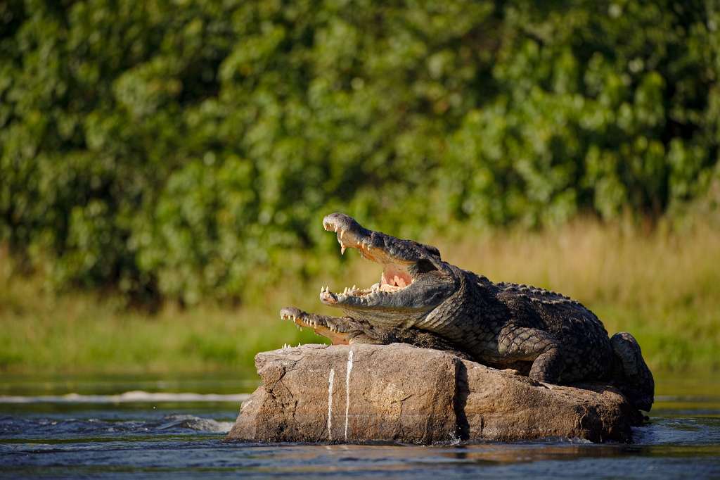 Nile-Crocodile-Lake-Tanganyika-Mateys Wild Tours-Gombe