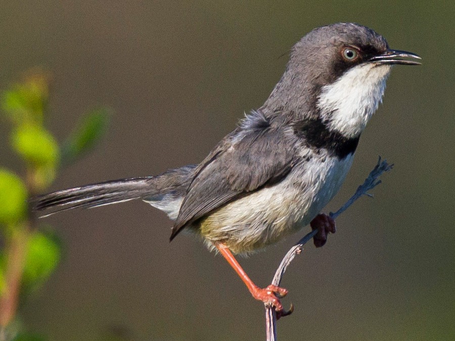 Paarensis Bar Throated Apalis