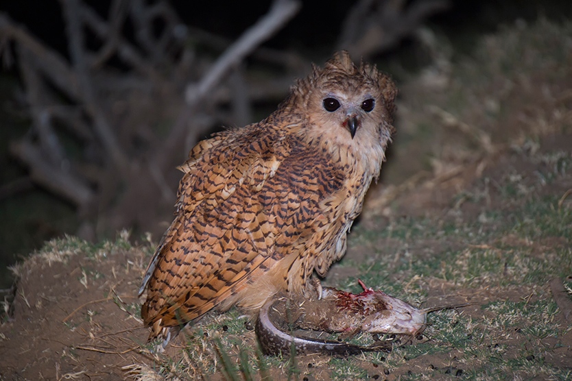 Pel's Fishing Owl-Gombe National Park-Mateys Wild Tours