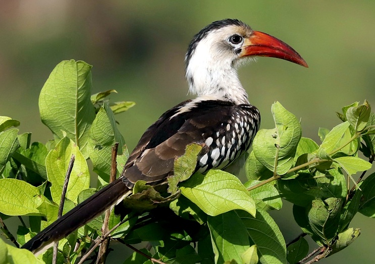 Red Billed Hornbill-Ruaha-Mateys Wild Tours