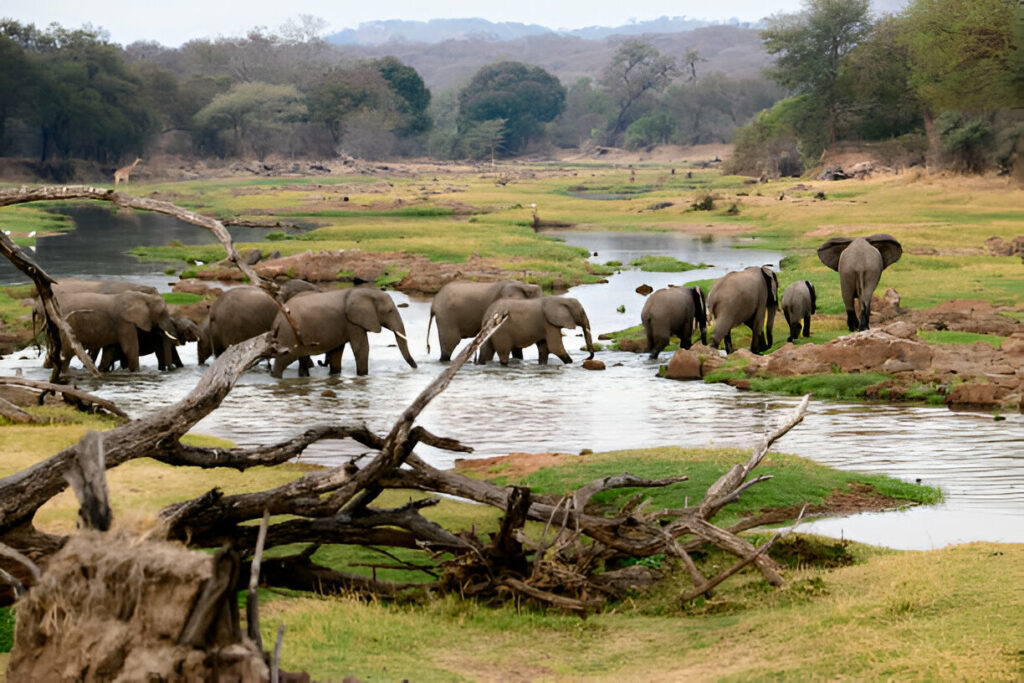 Ruaha River-Mateys Wild Tours-Elephants