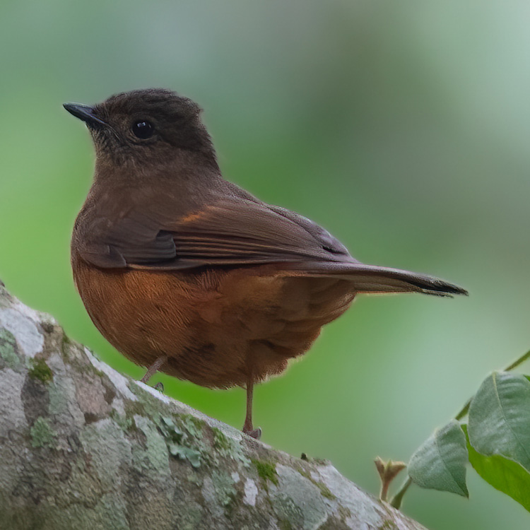 Rufos Flycatcher Thrush-Gombe Stream National Park-Mateys Wild Tours