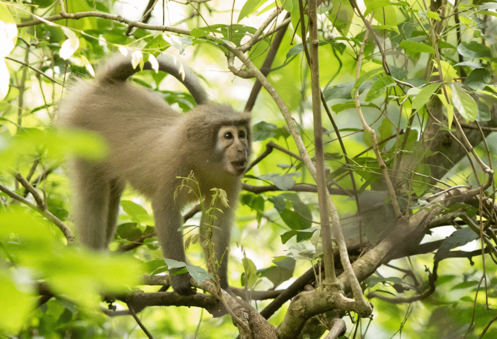 Sanje Crested Mangabey-Udzungwa-Mateys Wild Tours