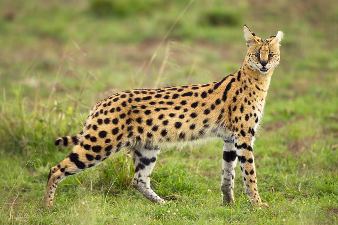 Serval Cat-Mateys Tours