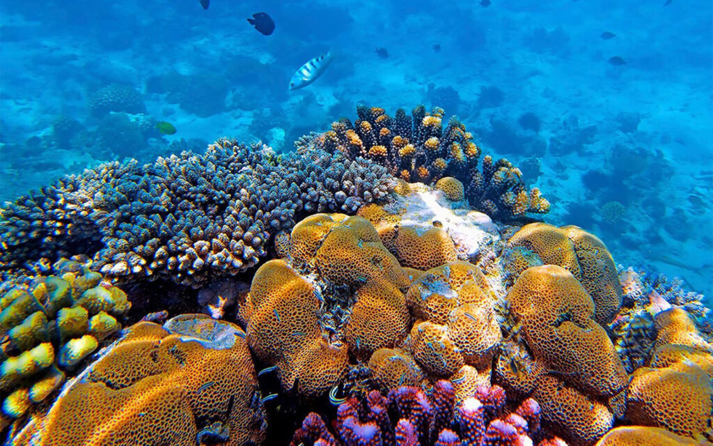Snorkeling-Misali-Island-Coral-Gardens-Pemba-Island-Zanzibar-Mateys Wild Tours.