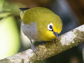 South Pare White Eye-Mateys Wild Tours 