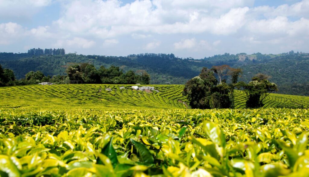 Tea Farm-Mufindi-Mateys Wild Tours