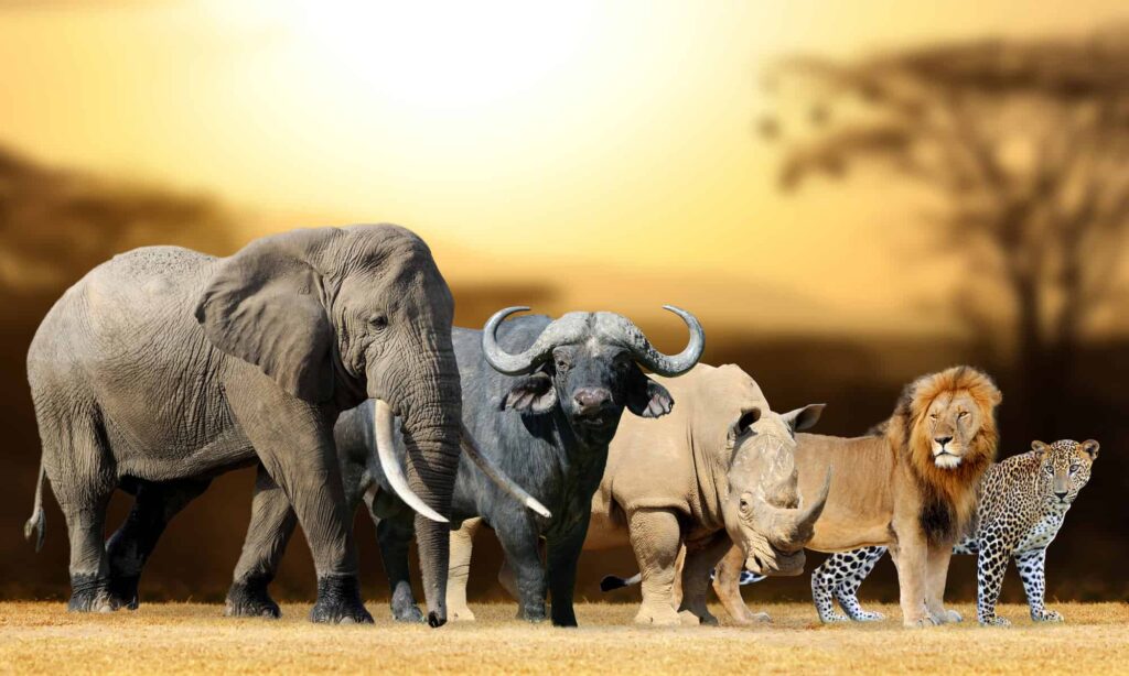 Big Five Of Africa-Mateys Wild Tours
