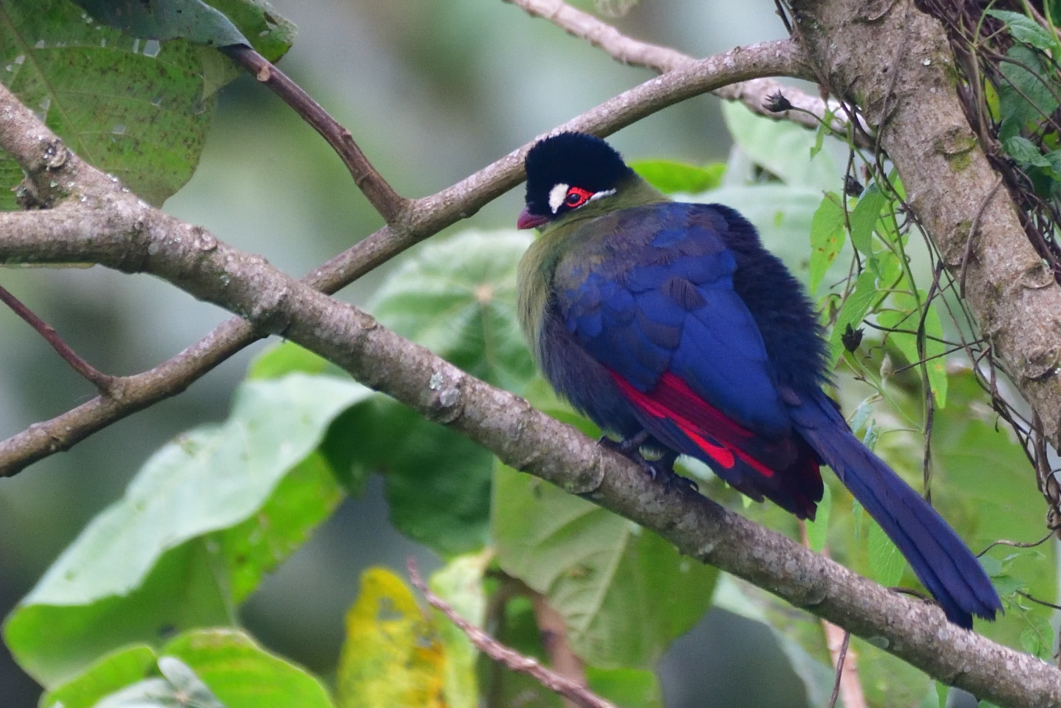 Turaco-Hartlaub´s_Mateys Tours
