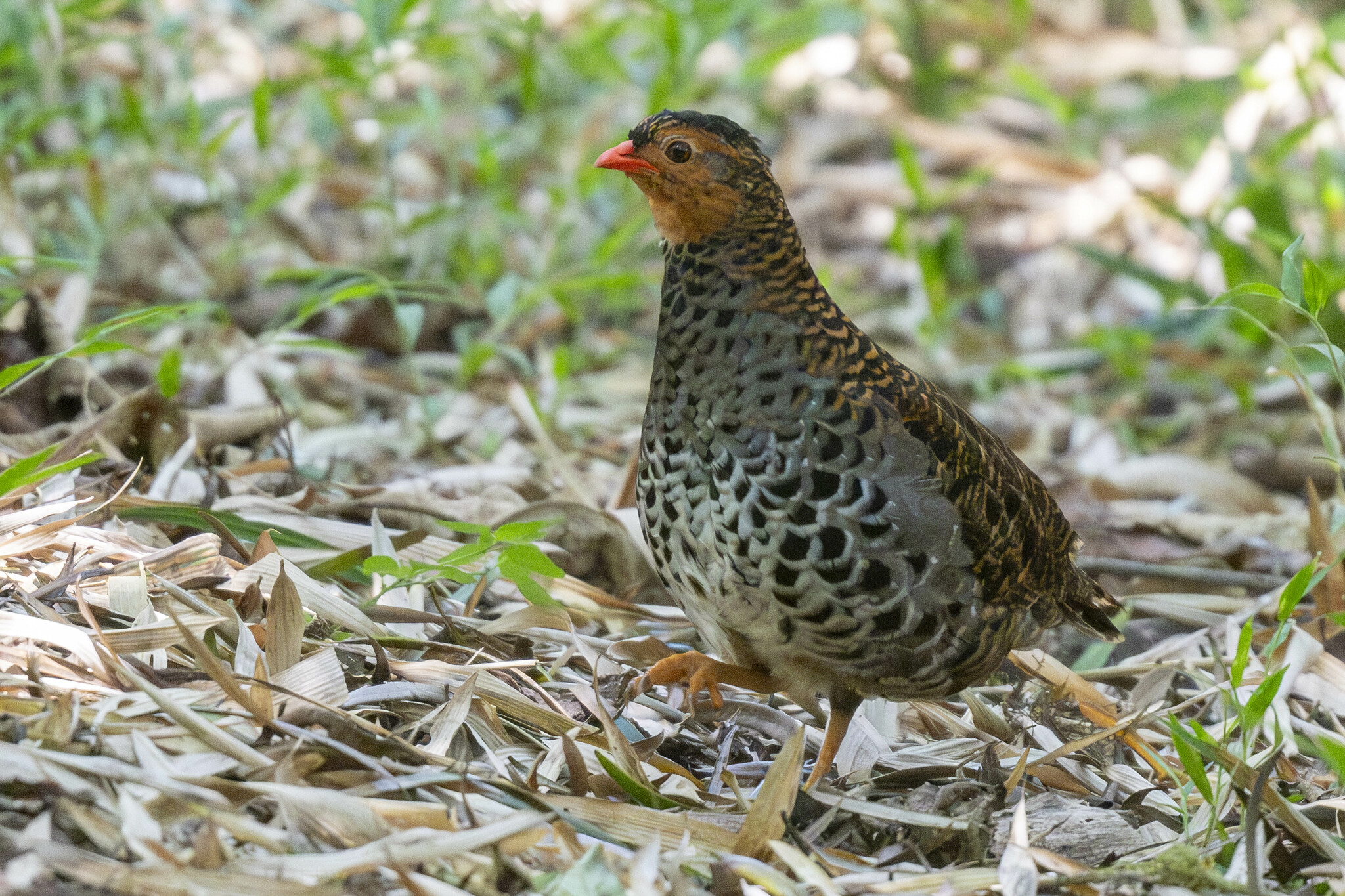 Udzungwa Forest Patridge-Mateys Wild Tours