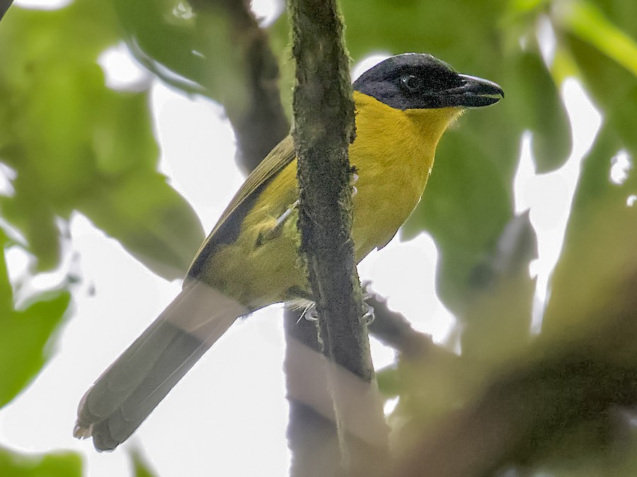 Uluguru Bushshrike-Mateys Wild Tours