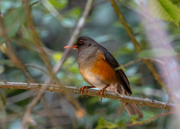 Usambara Thrush