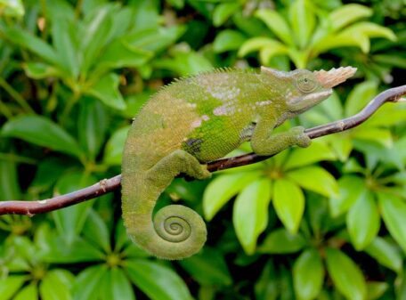 West Usambara-two-Horned Chamelion-Mateys Tours