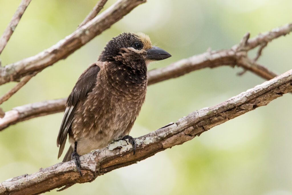 Whites Barbet-kisolanza Farm-Mateys Wild Tours