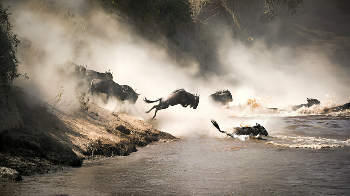 Wildebeest-Serengeti-Mateys Wild Tours