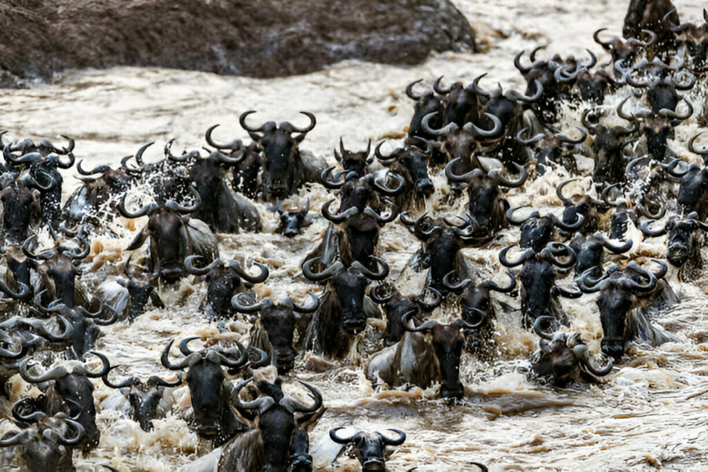 Wildebeest-Serengeti National Park-Mateys Wild Tours
