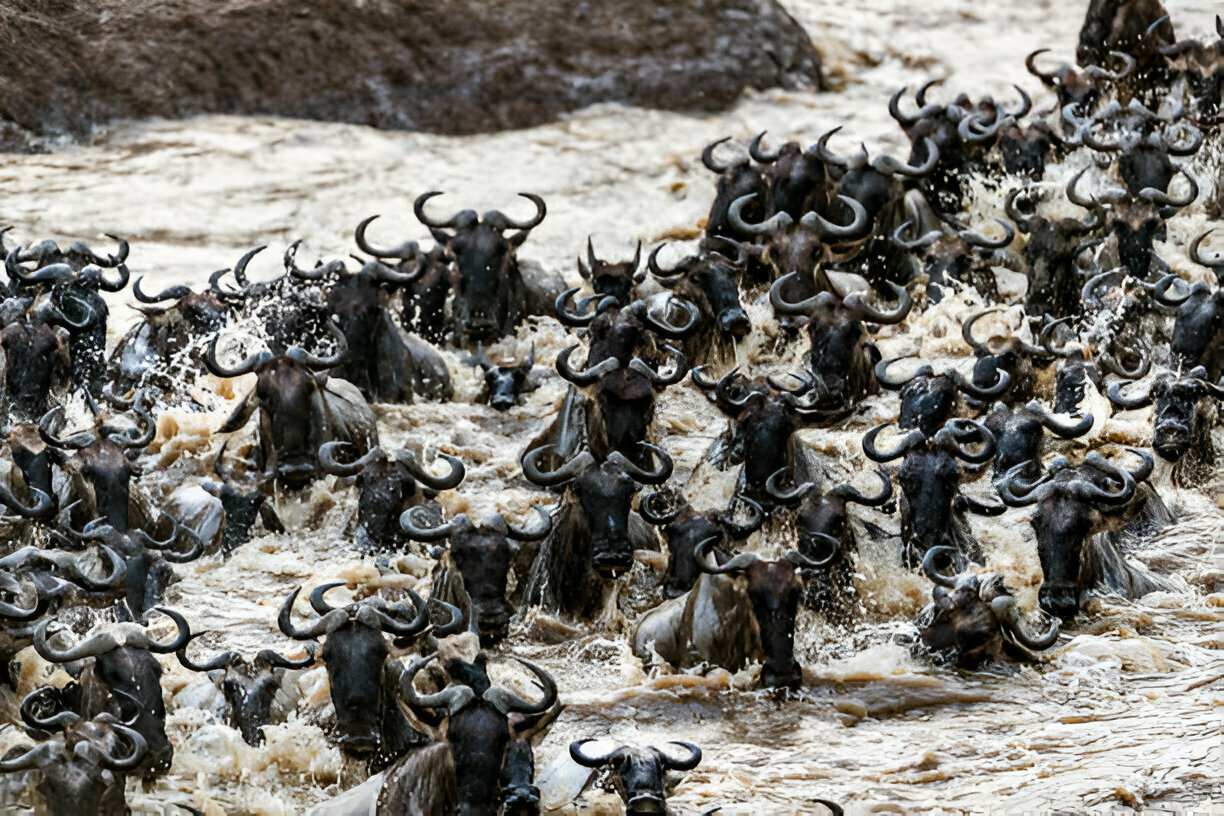 Wildebeest-Serengeti National Park-Mateys Wild Tours