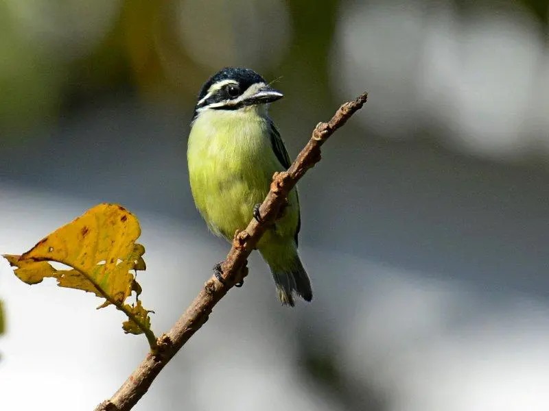 Yellow Ramped Tinkerbird-Mateys Wild Tours