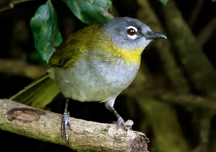 Yellow-Throated_Mountain-Greenbul_Mateys Wild Tours