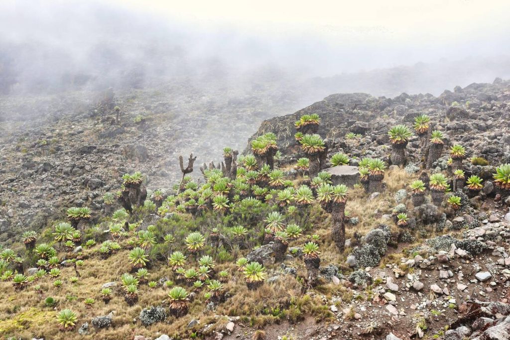 Mount Kilimanjaro Vegetations Zone-Mateys Wild Tours.