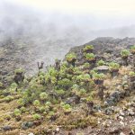 Mount Kilimanjaro Vegetation Zones & Best Places to Stay at Each Elevation (2025 Guide).