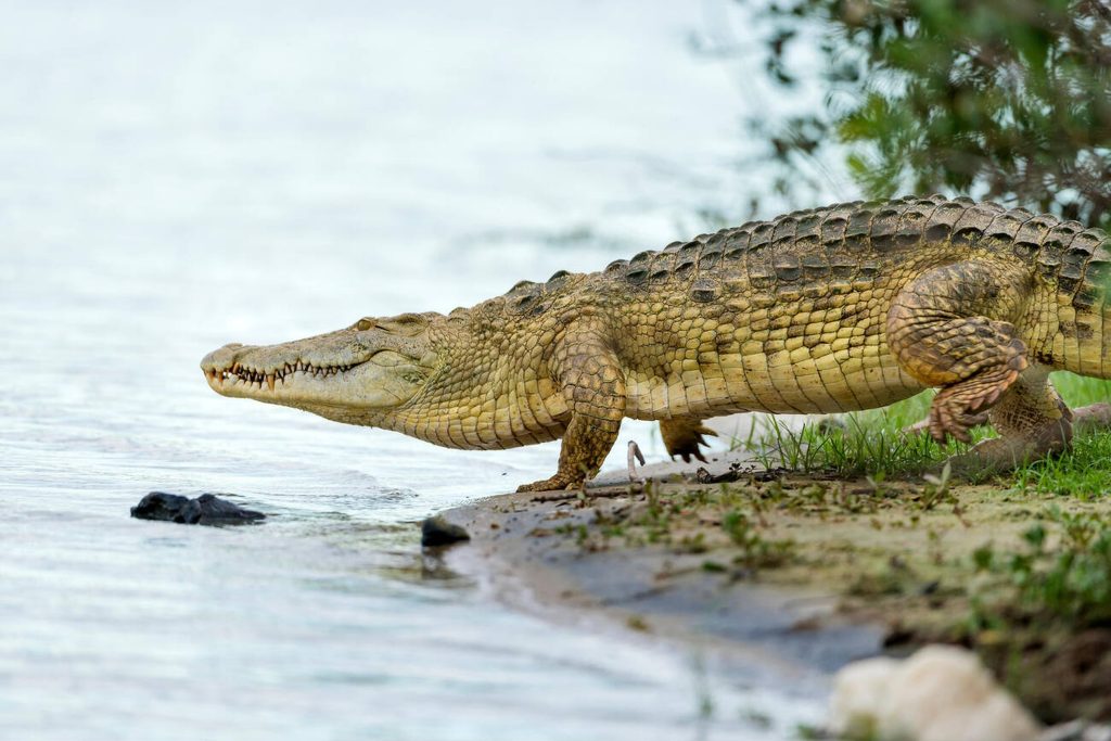 Nile crocodile, Rufiji River, Tanzania-Mateys Wild Tours.