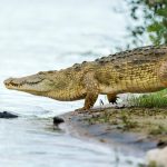 10 Incredible Things You Didn’t Know About Crocodiles