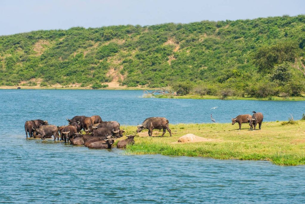 African Buffalo in Queen Elizabeth National Park-Mateys Wild Tours