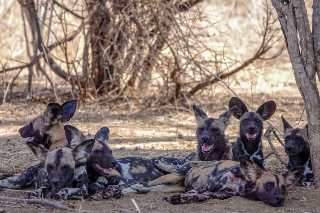African-Wild-Dogs-Mateys-Tours-Mkomazi National Park.