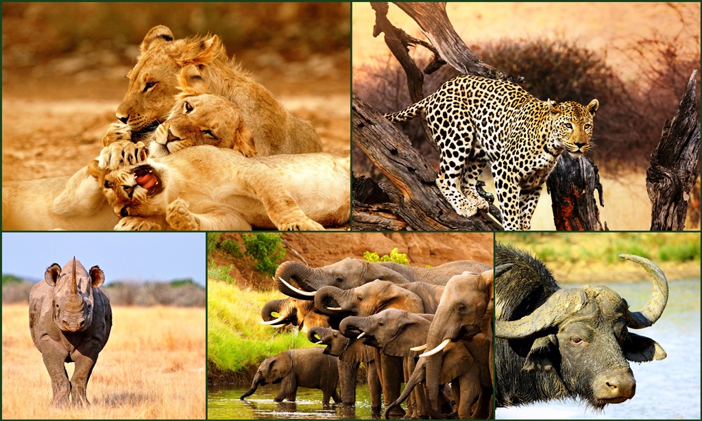 Africas-Big-Five-Naibosho Conservancy-Mateys Wild Tours