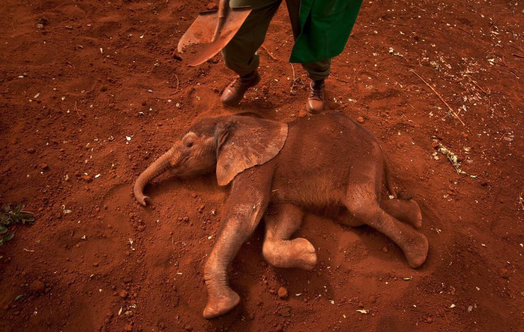 Ajabu (Two-month-old Orphaned Elephant) is given a dust bath in the red earth after Milk feeding.
