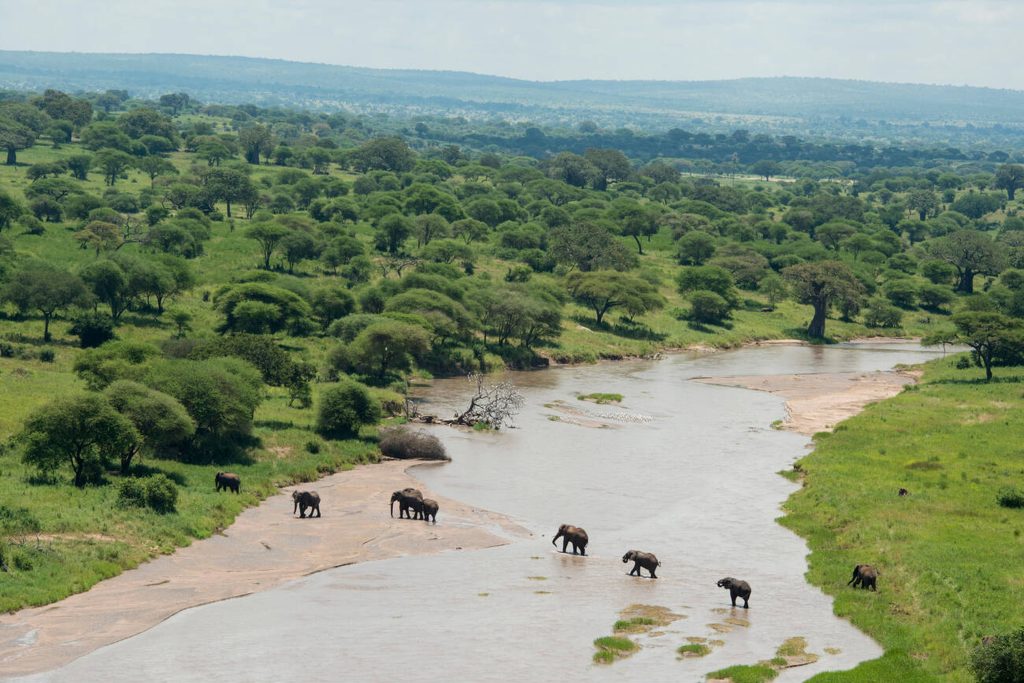 African Elephant-Tarangire National Park-Mateys Wild Tours