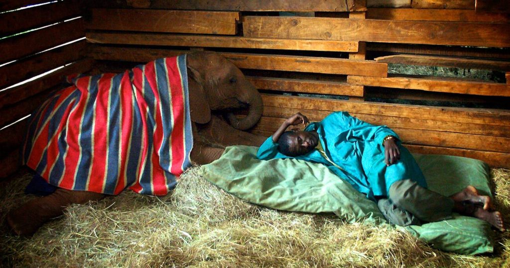 An Orphan Elephant Lying Down to Sleep with His Keeper. Sheldrick Trust. Kenya Mateys Wild Tours