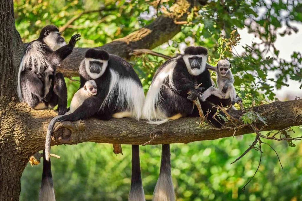 White and Black Colobus Monkeys-Arusha Park-Mateys Wild Tours