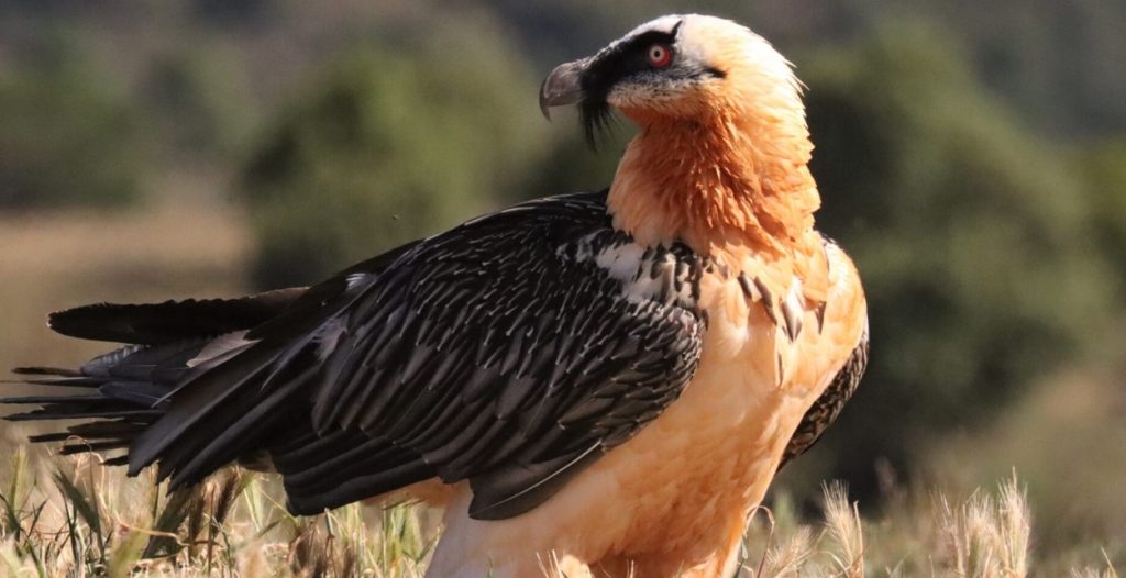 Bearded Vulture or Lammergeier (Gypaetus barbatus)-Mateys Wild Tours