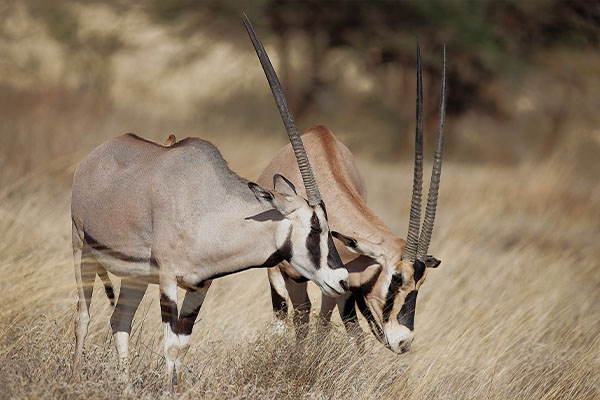 Beisa-Oryx-Samburu-National Reserve-Mateys Wild Tours