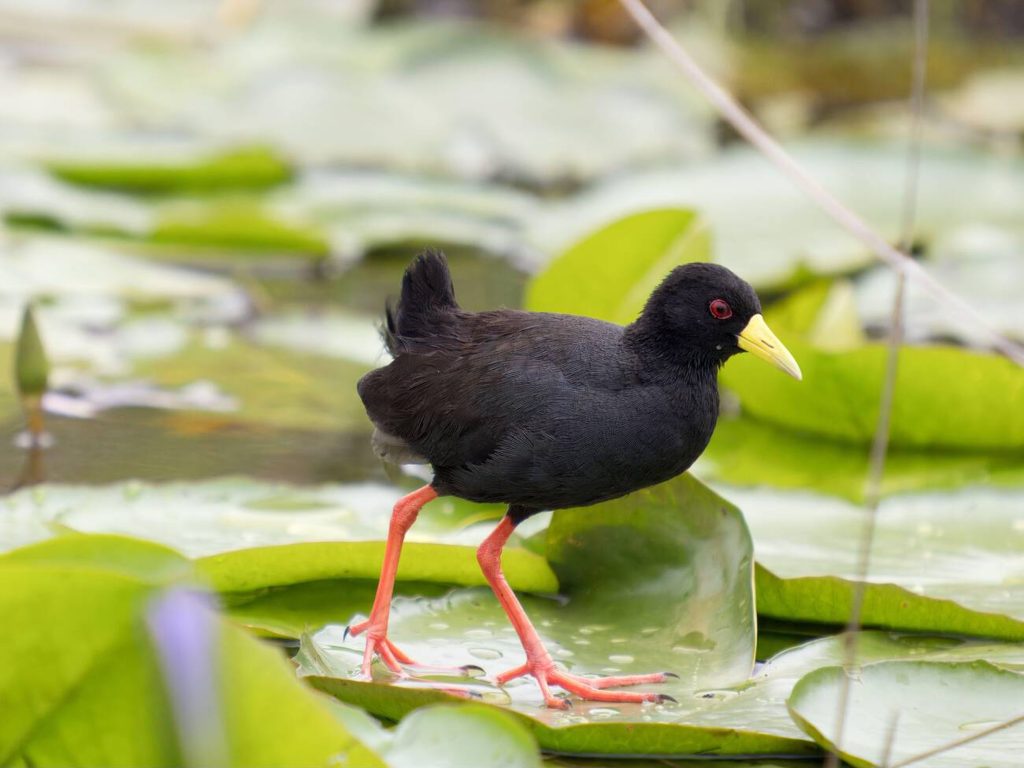 Black Crake-Maba,ba Swamps-Uganda-Mateys Wild Tours