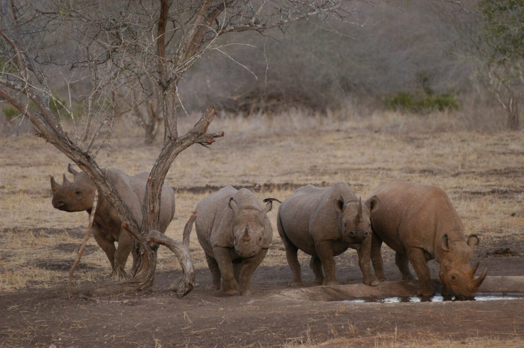 Black Rhinos in Mkomazi National Park-Mateys Wild Tours