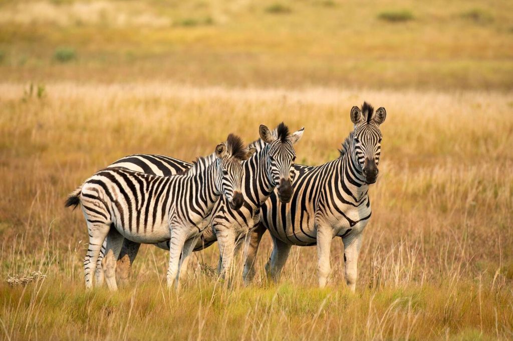 Baruchel's Zebra Mikumi National Park-Mateys Wild Tours