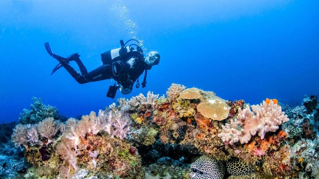 Chale Island - Underwater World - Mateys Wild Tours