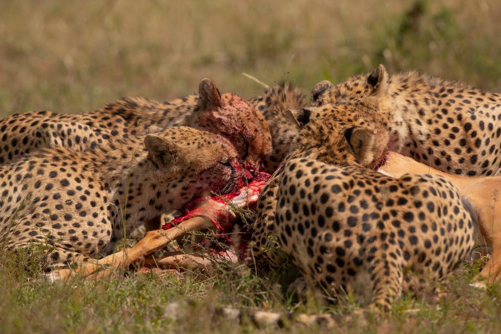 Cheetah Feasting in Tarangire National Park-Mateys Wild Tours