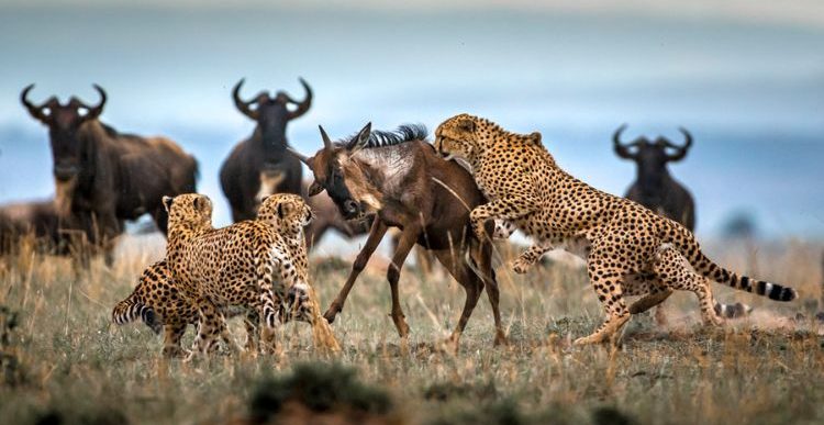 Cheetah Vs Wildebeest in Masai-Mara-Kenya- Mateys Wild Tours