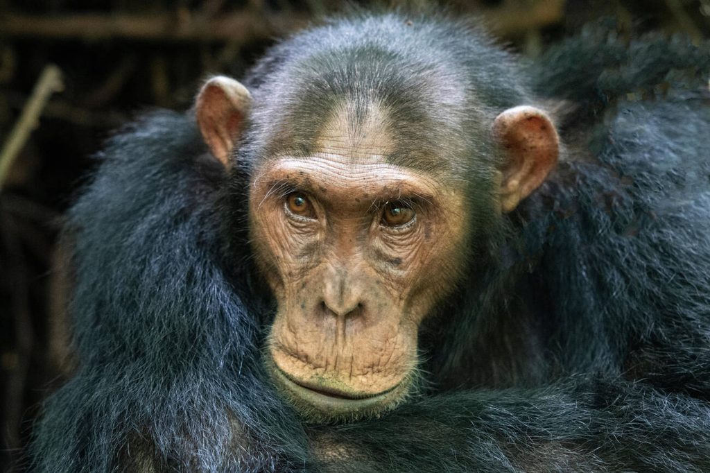Chimpanzee in Kyambura Gorge-Mateys Wild Tours-Queen Elizabeth National Park