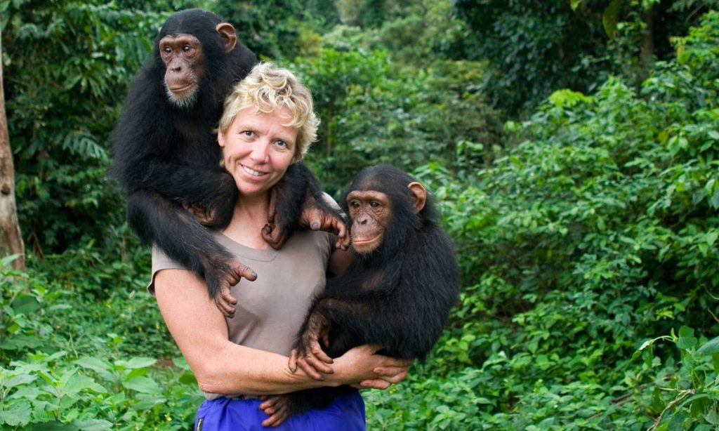 Debbie Cox of the Jane Goodall institute with chimpanzees protected on Ngamba island Lake Victoria, Uganda, Mateys Wild Tours